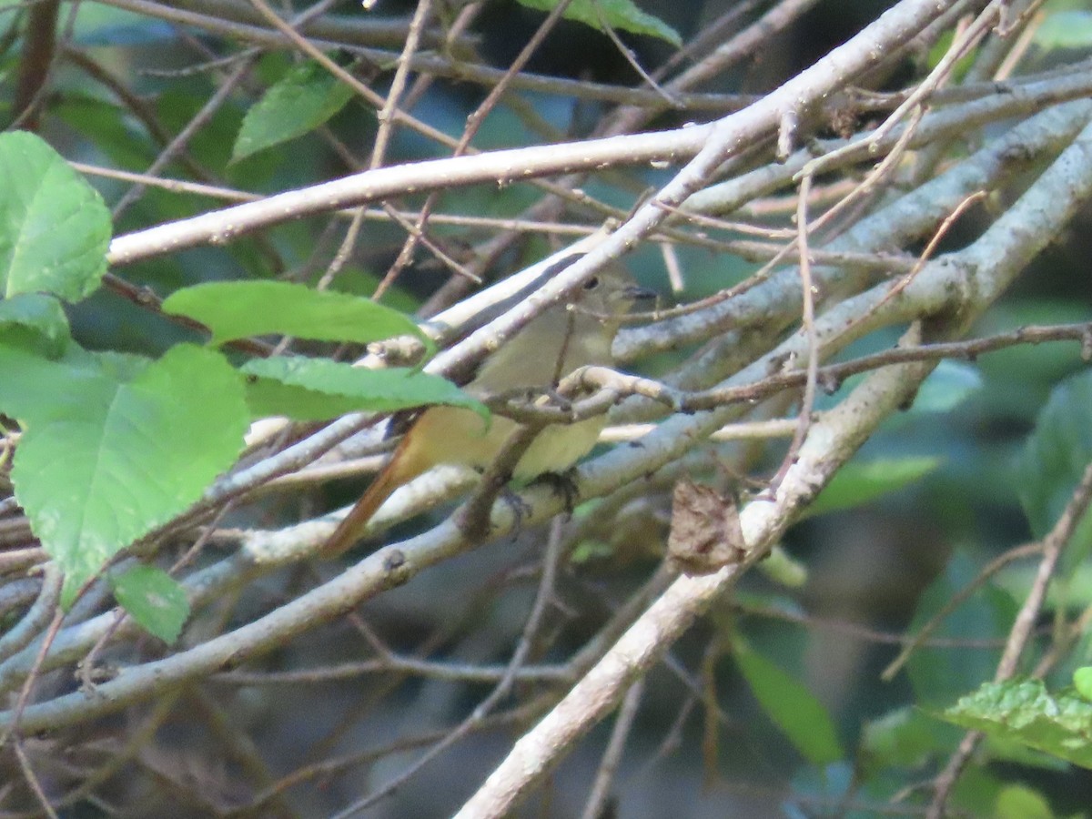 Colirrojo Dáurico - ML646514748