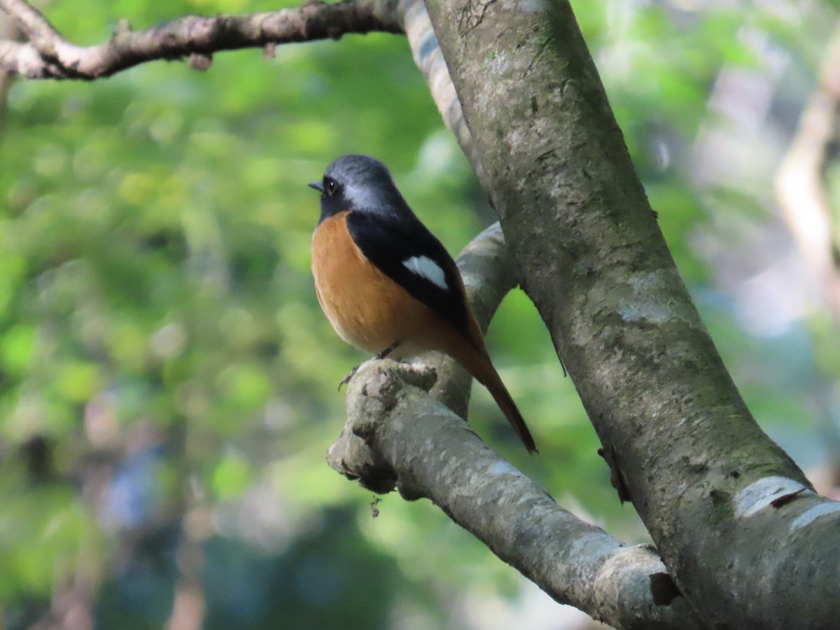 Colirrojo Dáurico - ML646514749