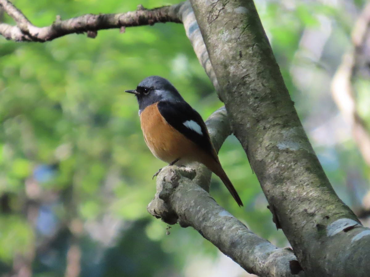 Colirrojo Dáurico - ML646514750