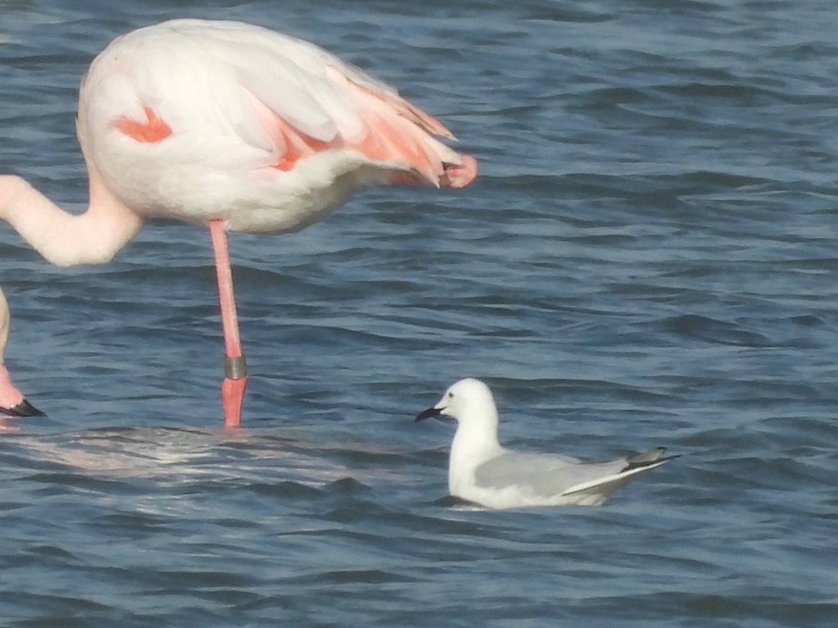 Морской голубок - ML646514751