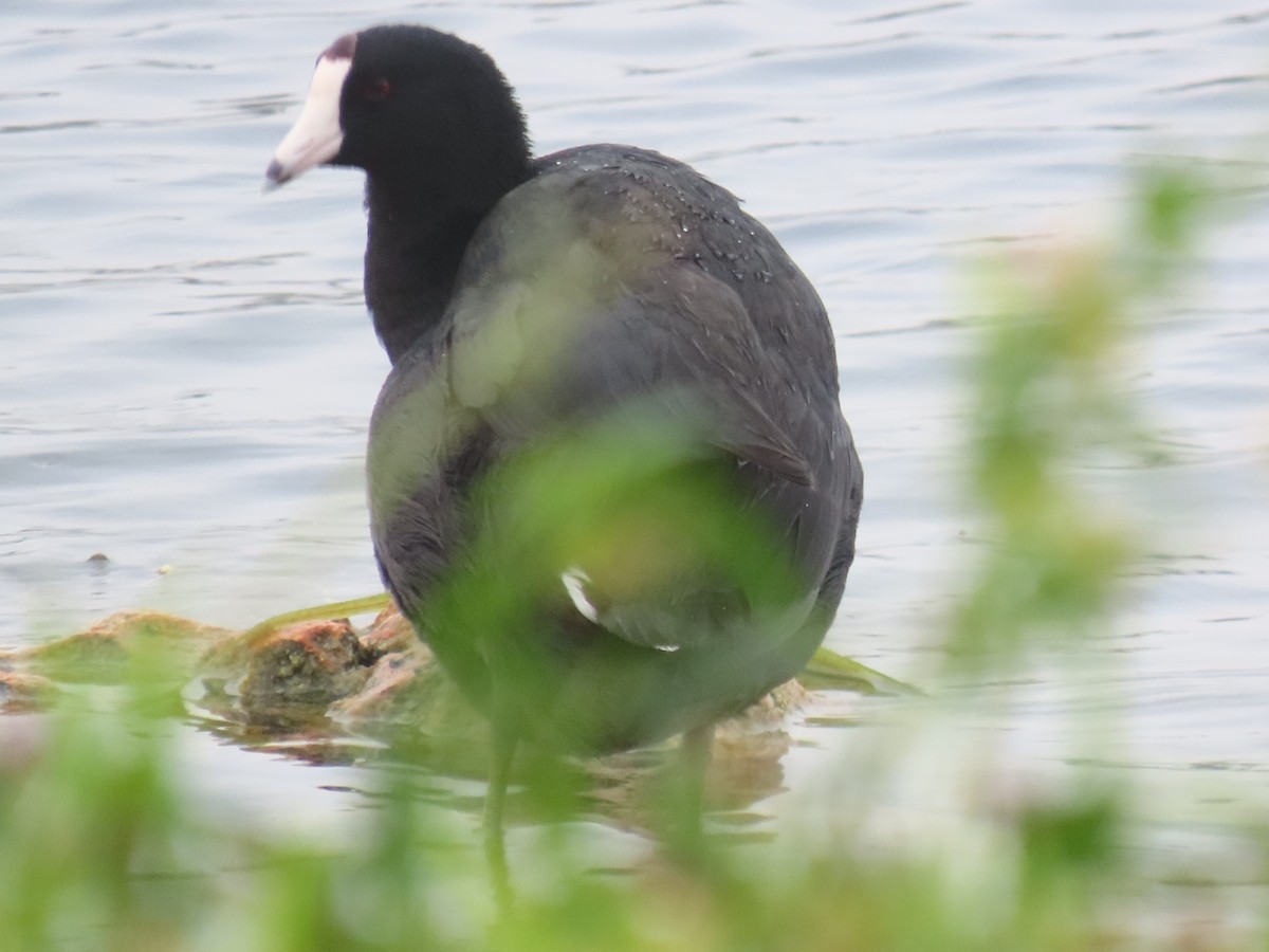 American Coot - ML646514755