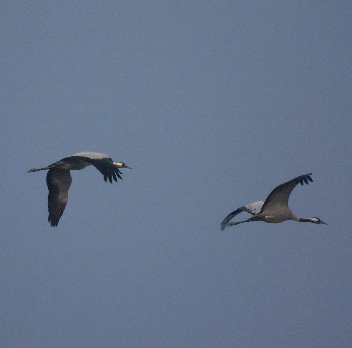 Common Crane - ML646514757