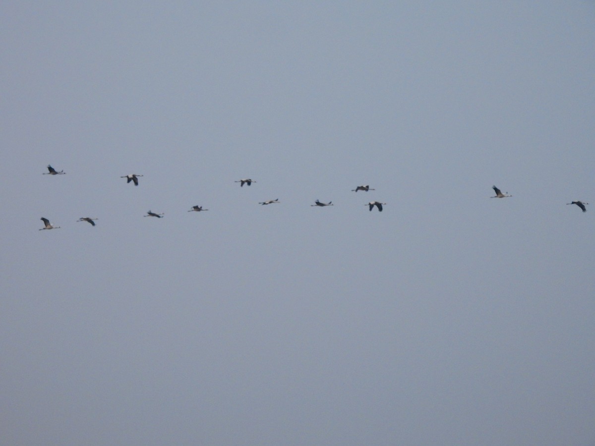 Common Crane - ML646514758