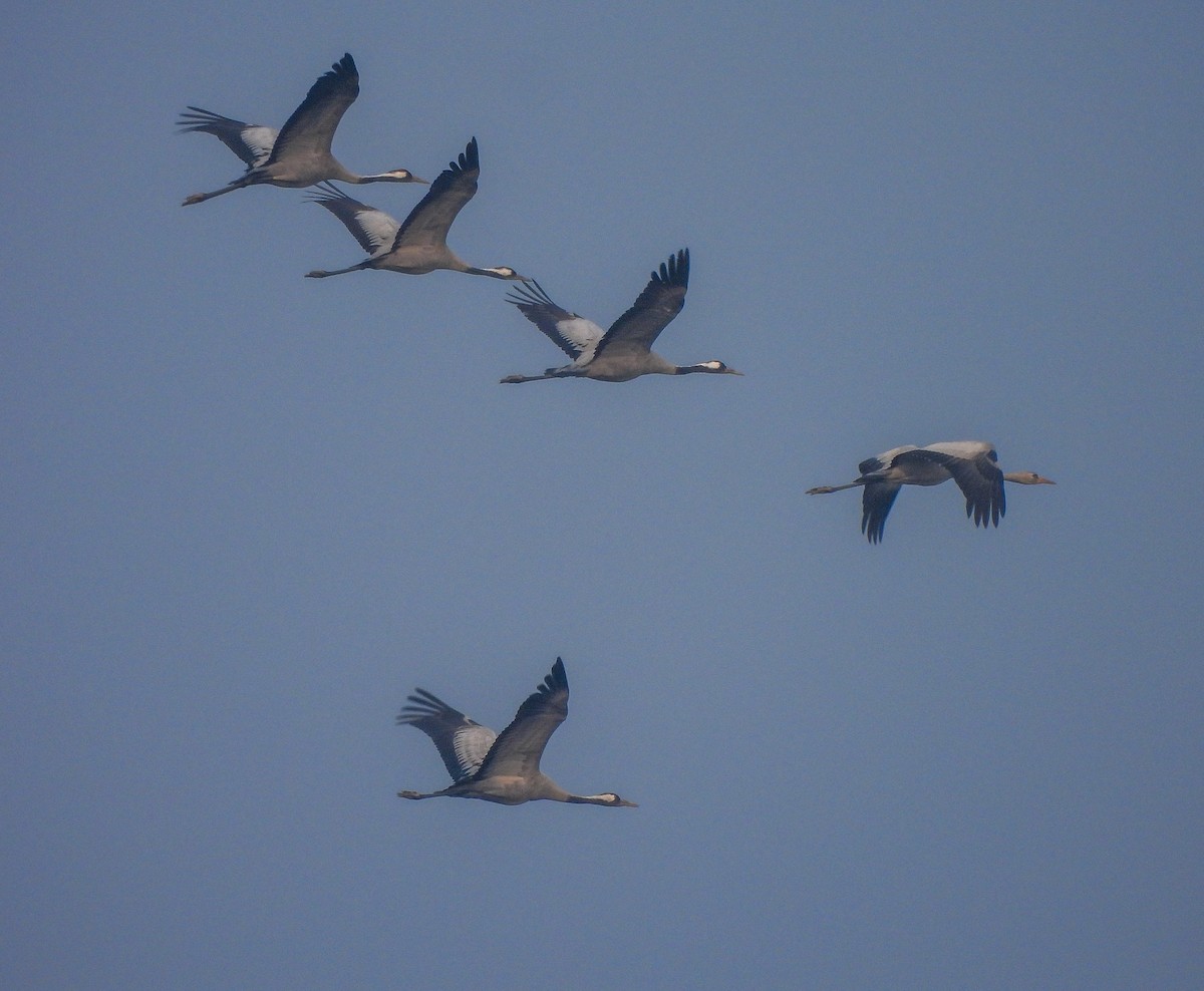 Common Crane - ML646514760