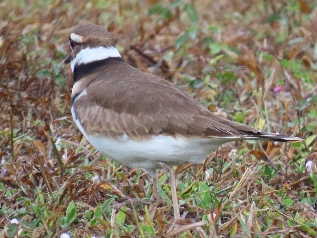 Killdeer - ML646514761