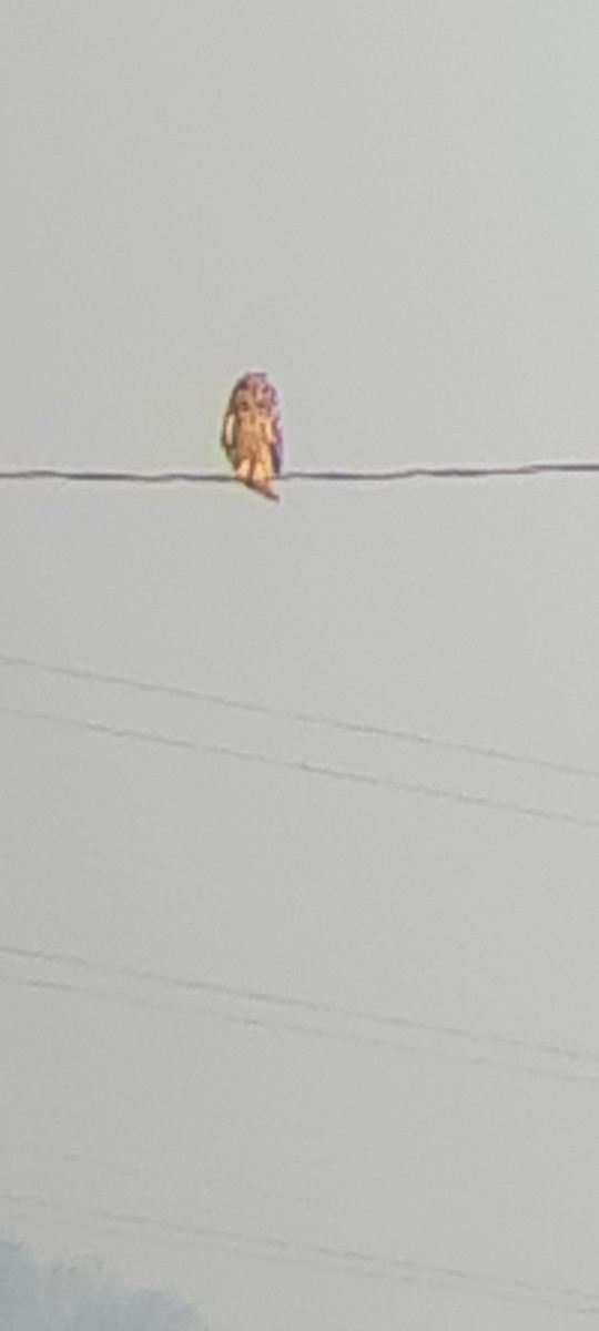 Short-eared Owl - ML646514762