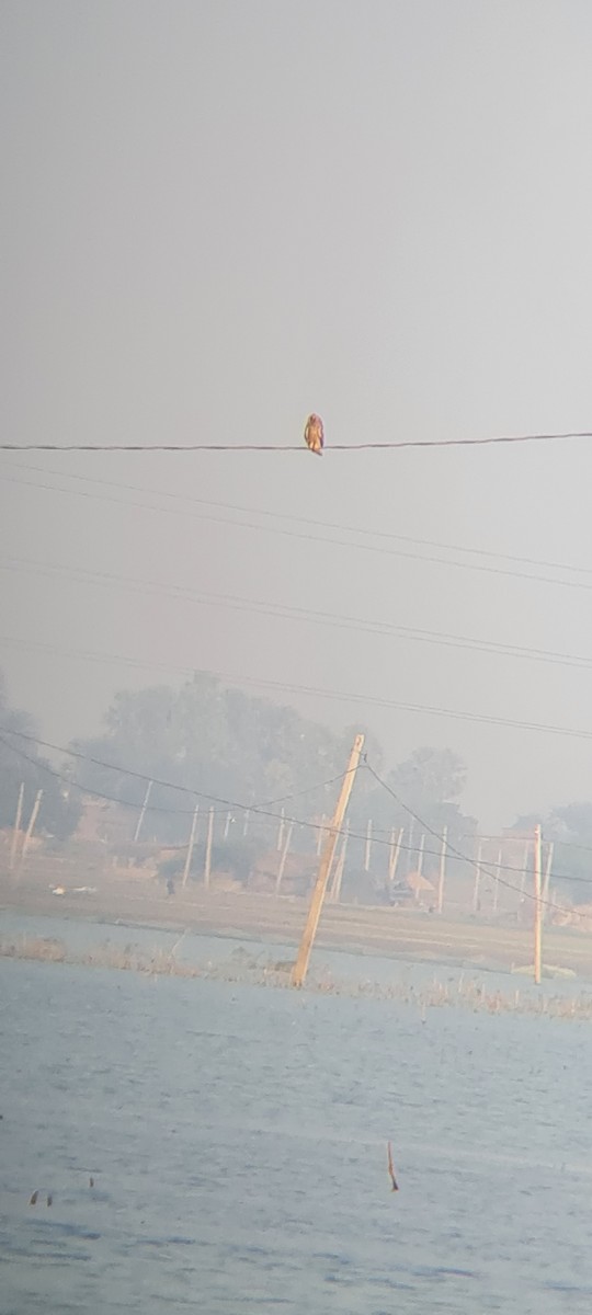 Short-eared Owl - ML646514763