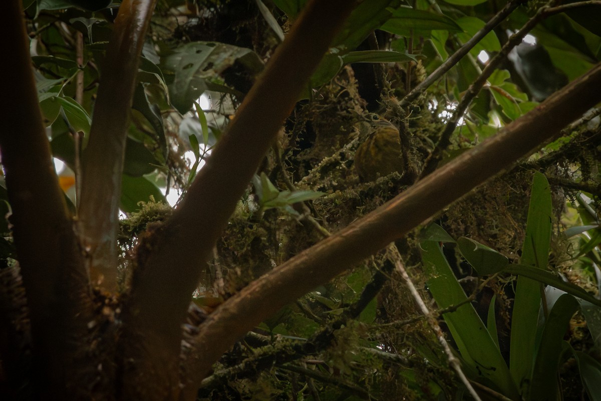 Scaly-throated Foliage-gleaner - ML646514764