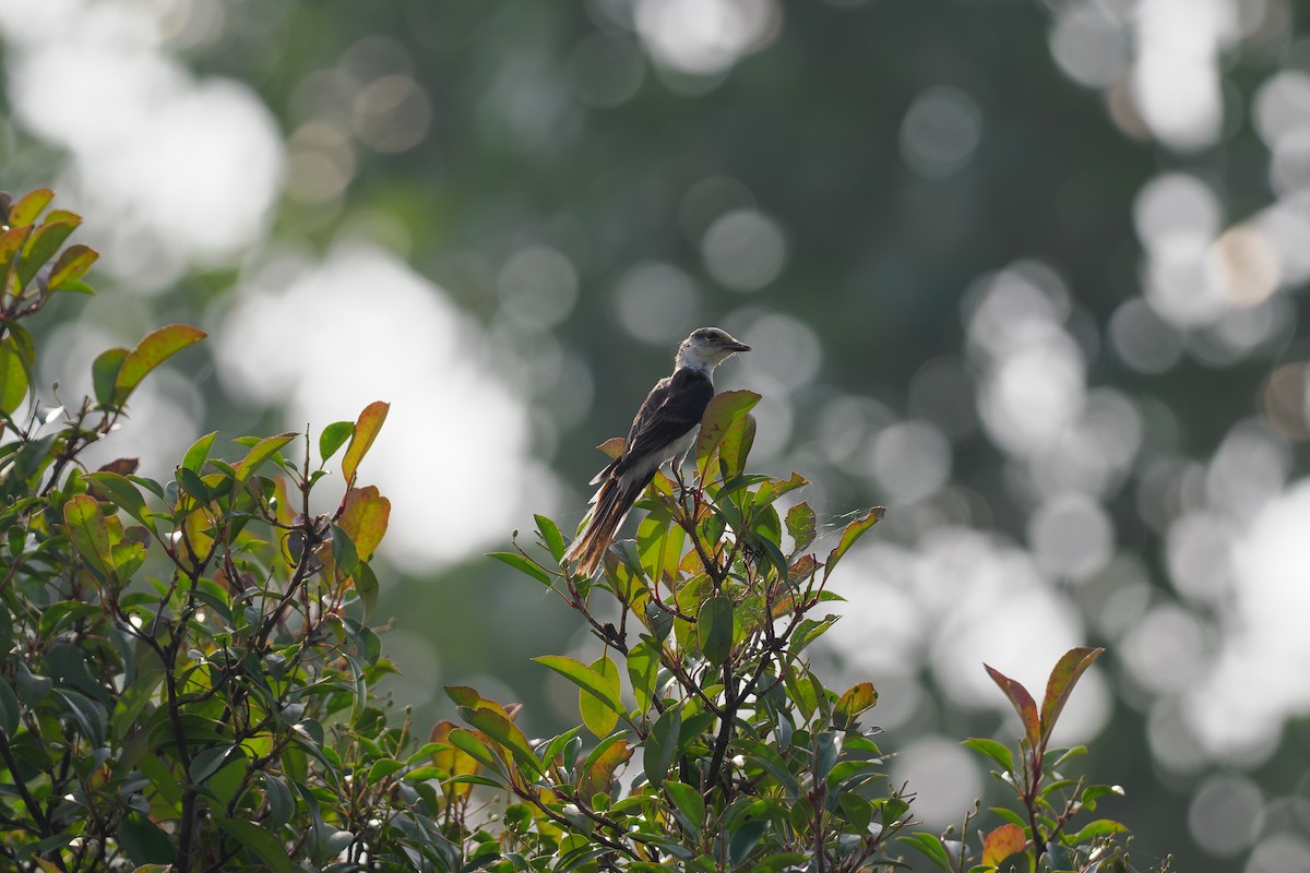 Brown-rumped Minivet - ML646514765
