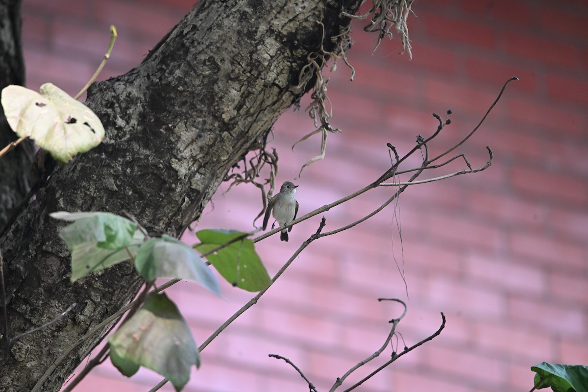 Taiga Flycatcher - ML646514766