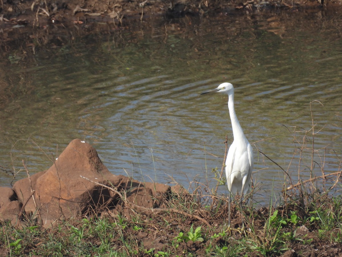 Little Egret - ML646514768
