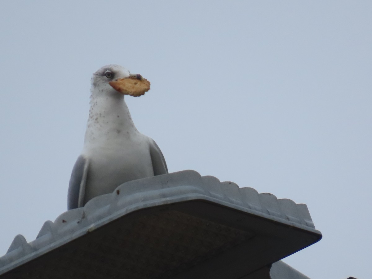 Ring-billed Gull - ML646514769
