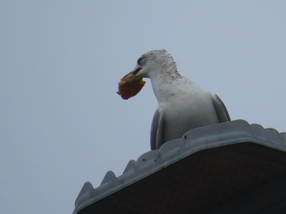 Ring-billed Gull - ML646514770