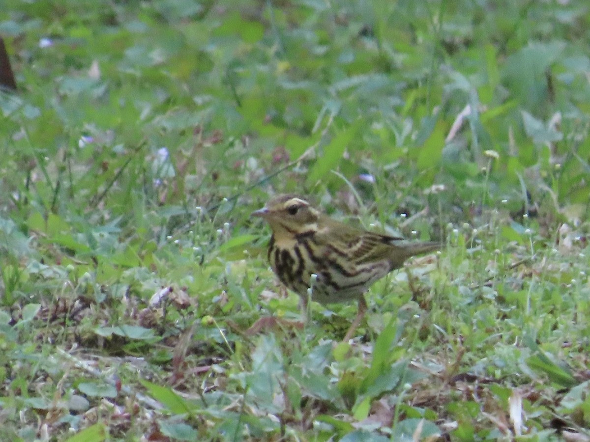 Bisbita de Hodgson - ML646514771