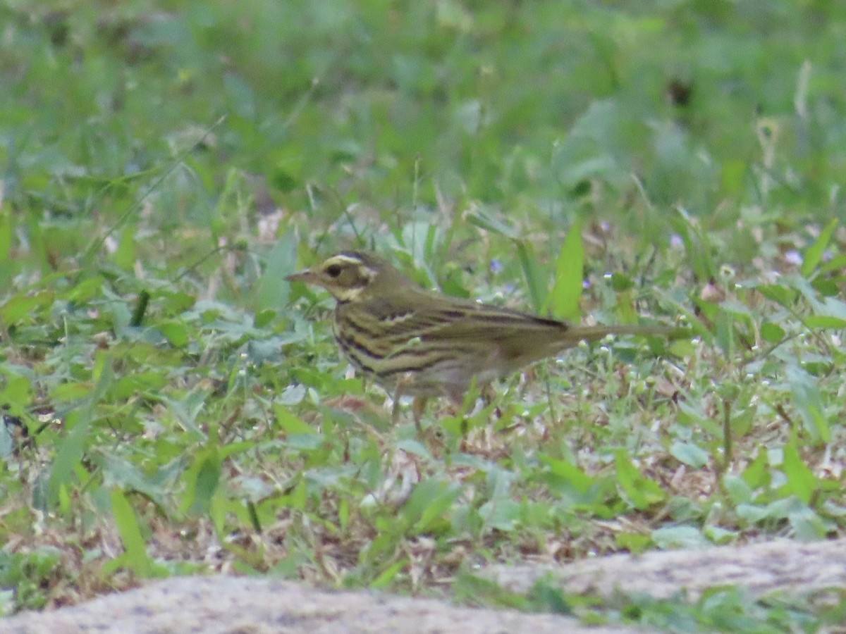 Bisbita de Hodgson - ML646514772