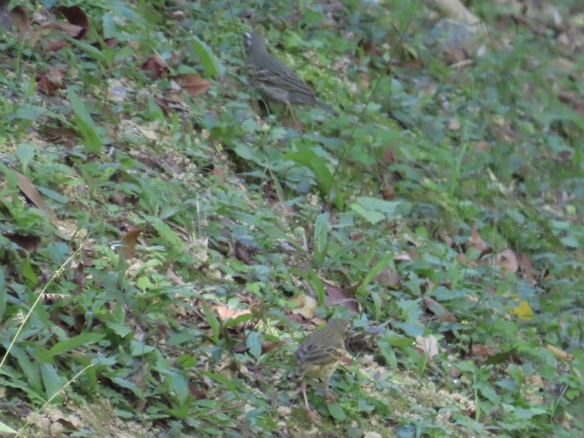 Bisbita de Hodgson - ML646514774