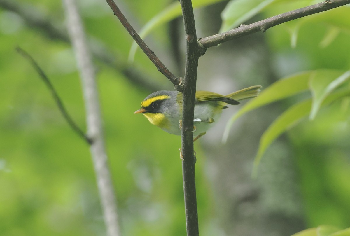 Black-faced Warbler - ML646514775