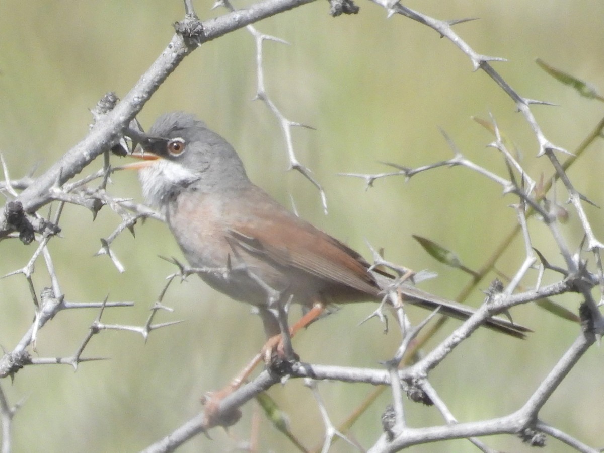 Spectacled Warbler - ML646514776