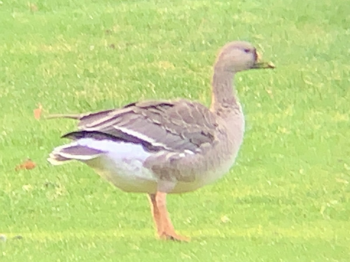 Greater White-fronted Goose - ML646514777