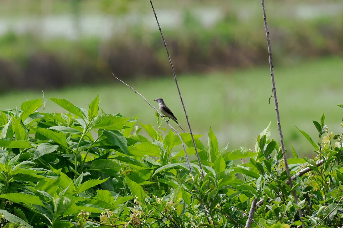 Brown-rumped Minivet - ML646514778
