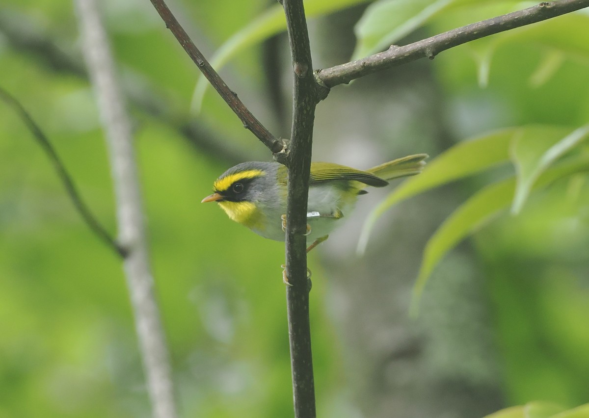 Black-faced Warbler - ML646514779