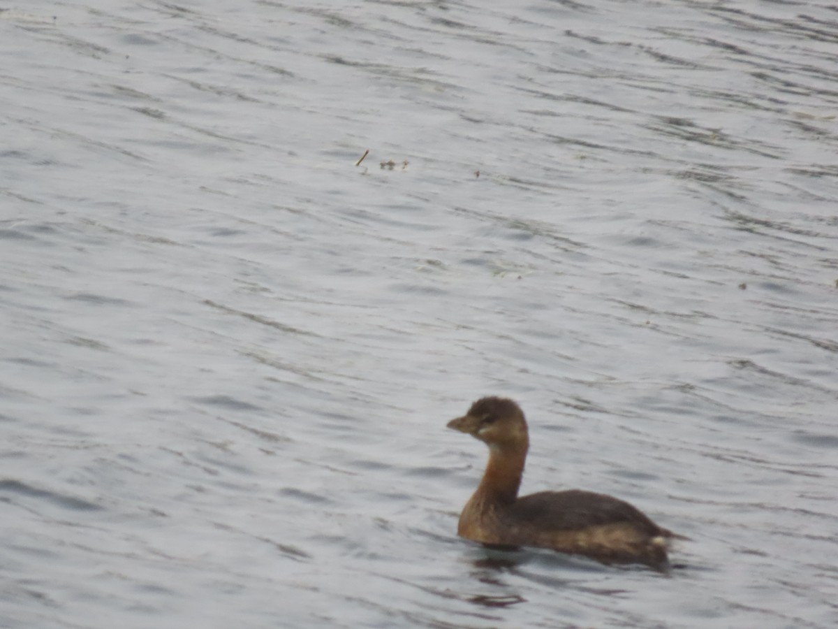 Pied-billed Grebe - ML646514780