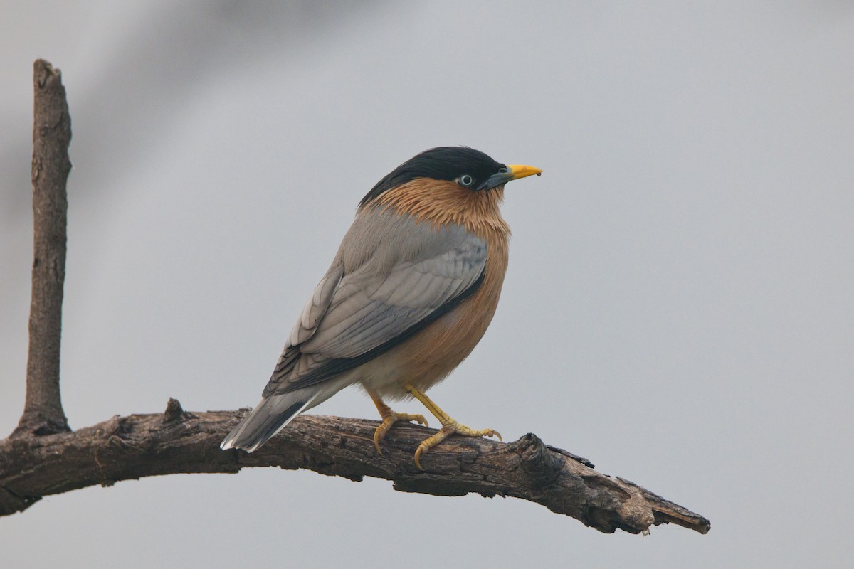 Brahminy Starling - ML646514787