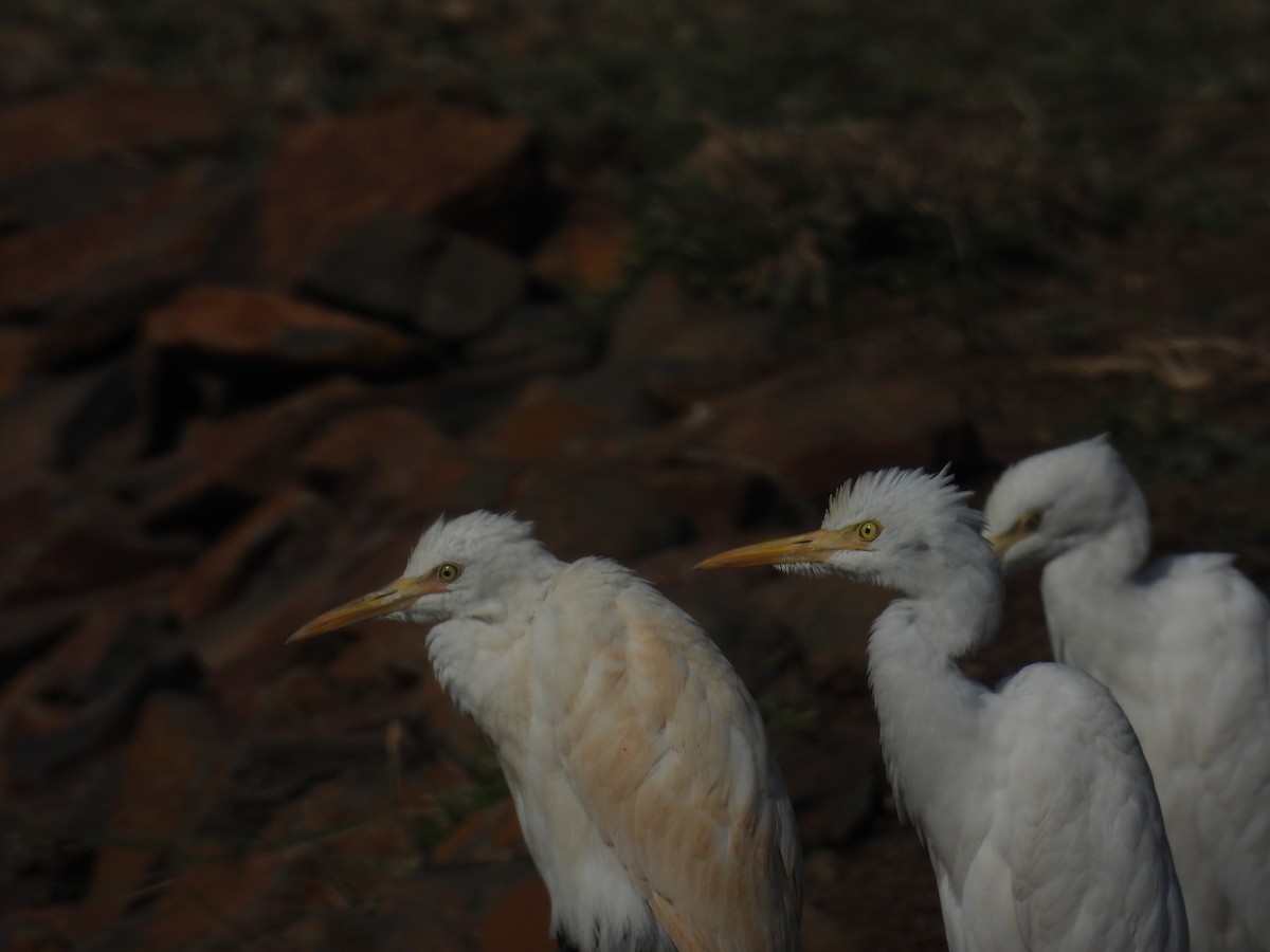 Eastern Cattle-Egret - ML646514788