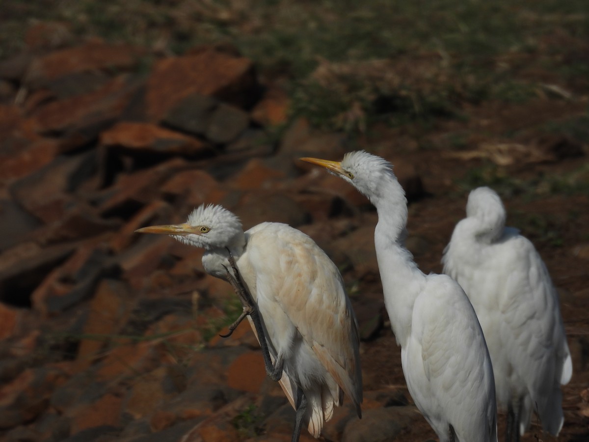 Eastern Cattle-Egret - ML646514789