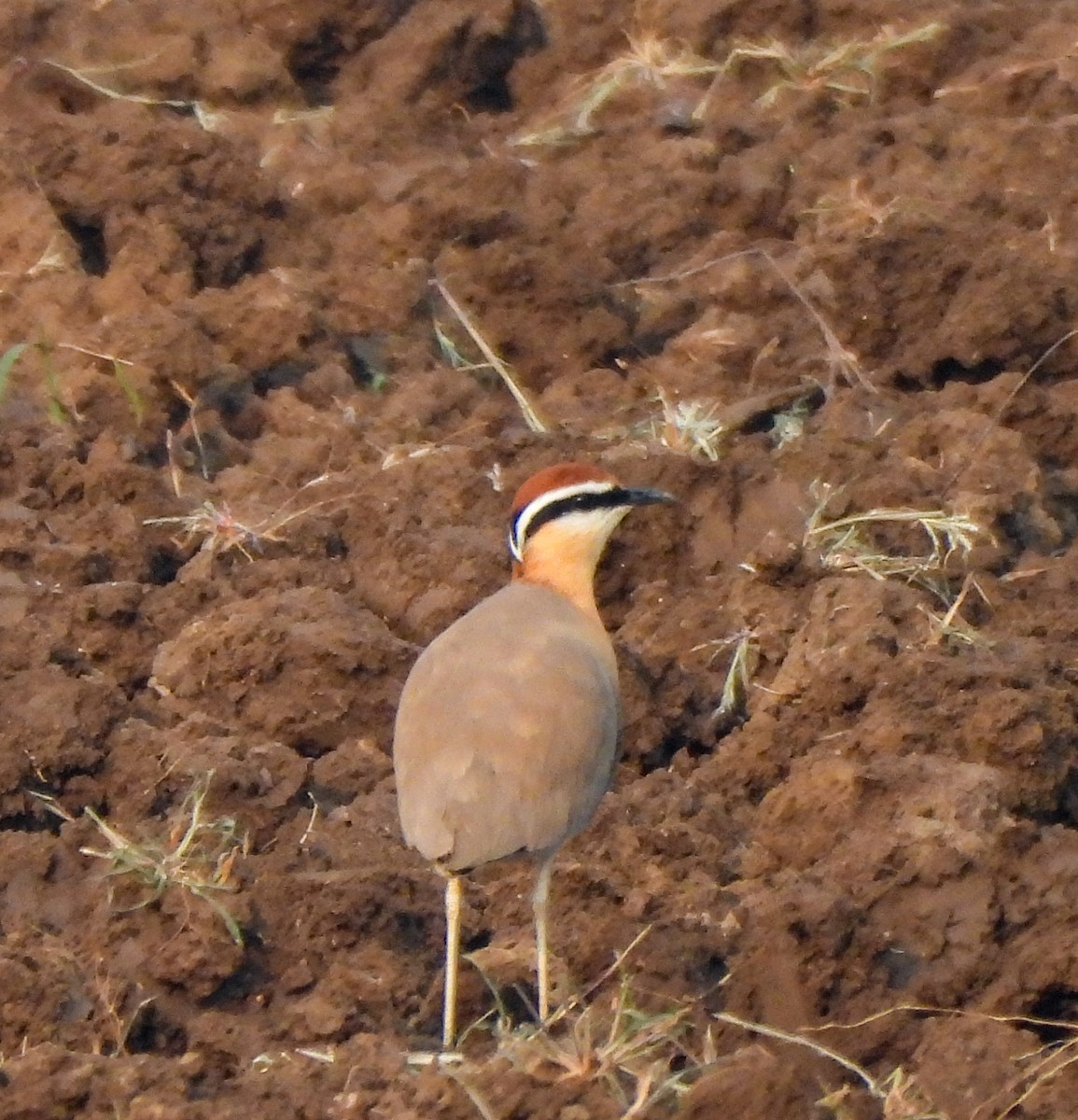 Indian Courser - ML646514790