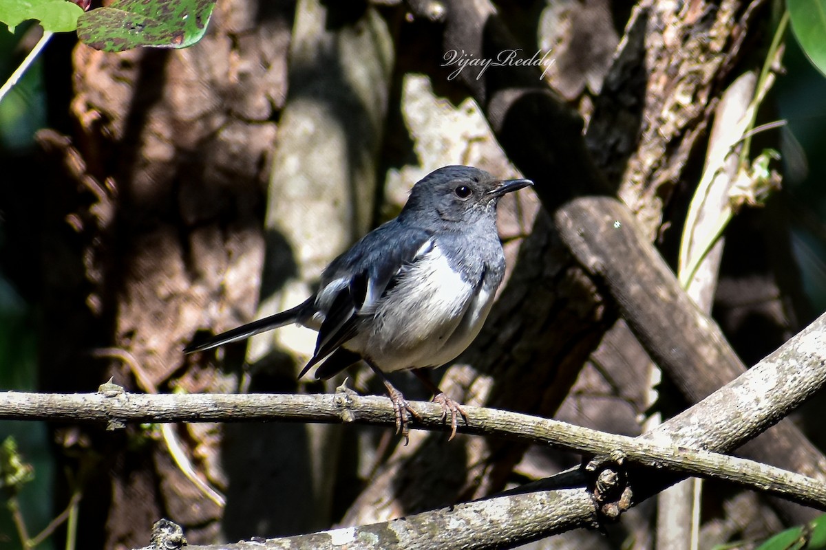 Oriental Magpie-Robin - ML646514791