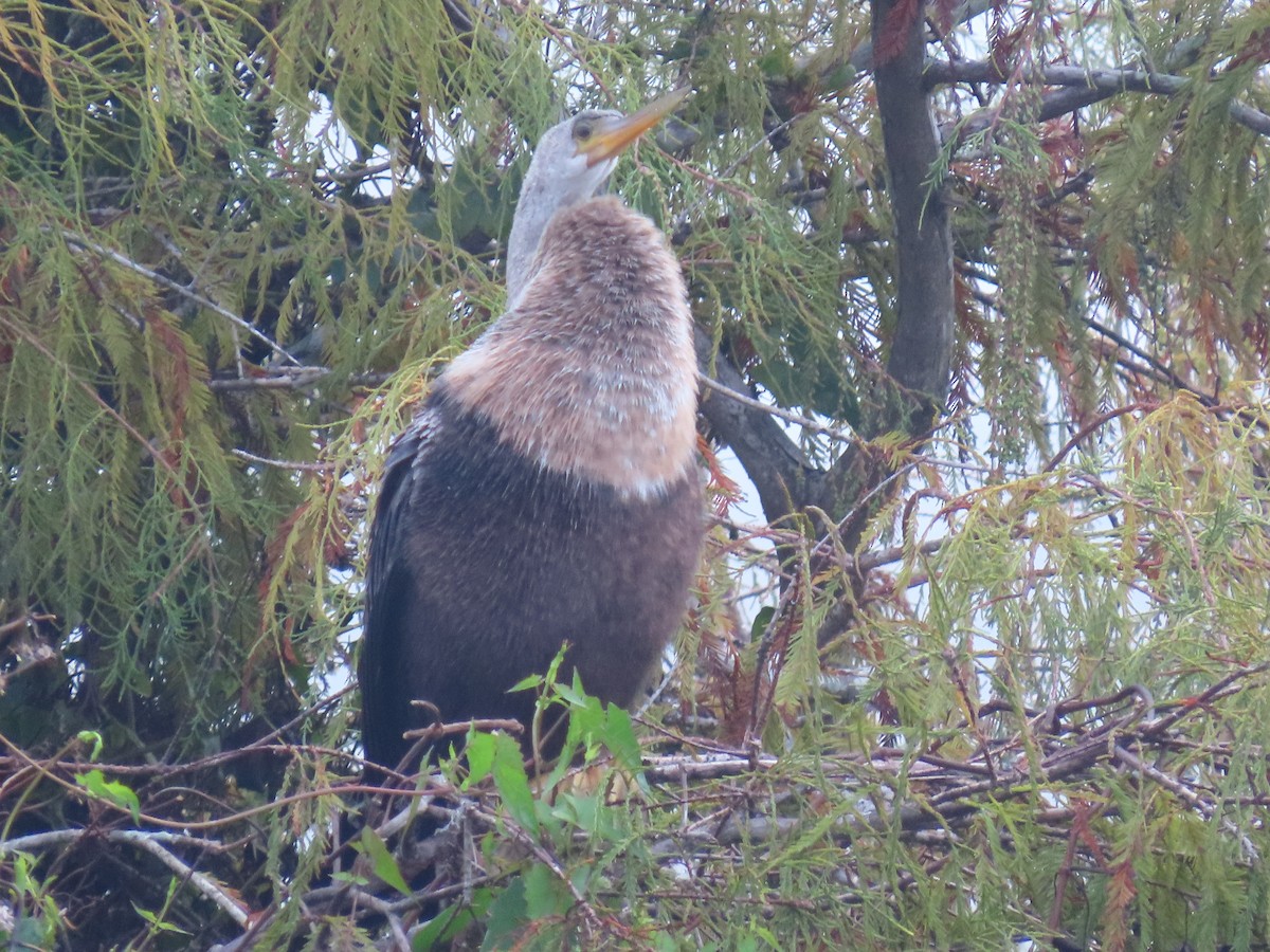 Anhinga - ML646514792