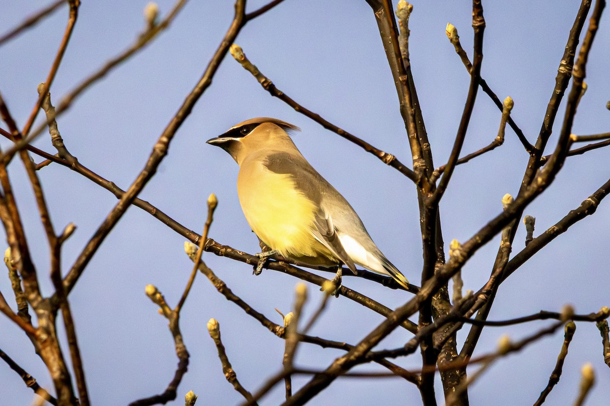 Cedar Waxwing - ML646514793