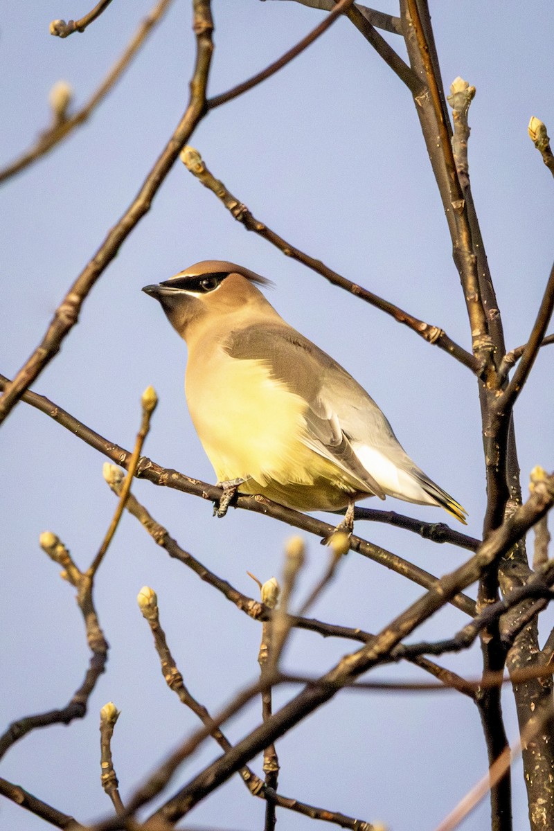 Cedar Waxwing - ML646514794