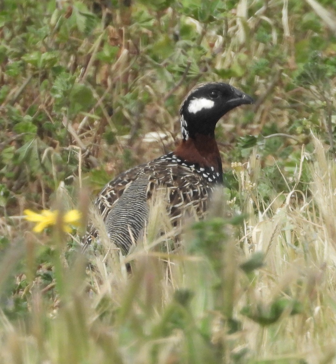 Black Francolin - ML646514796