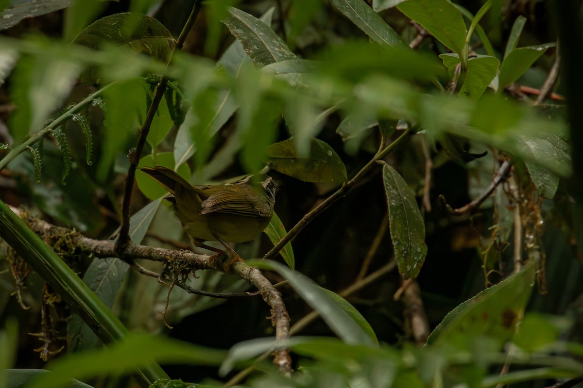 Коронник смугастоголовий - ML646514797