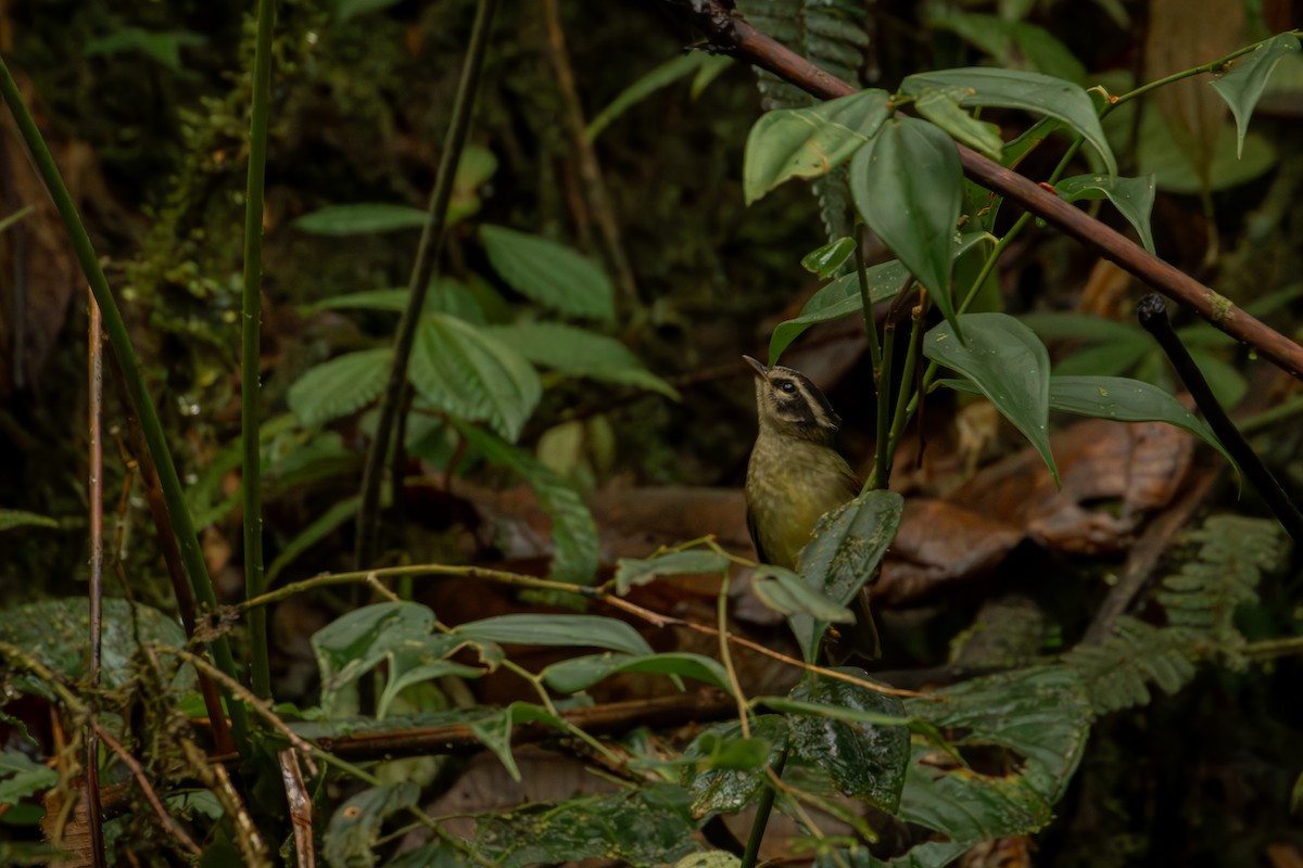 Коронник смугастоголовий - ML646514798