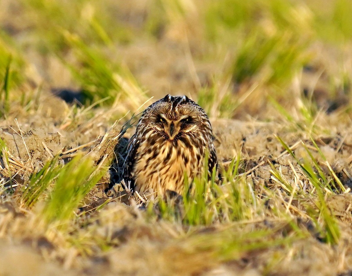 Сова болотяна - ML646514800