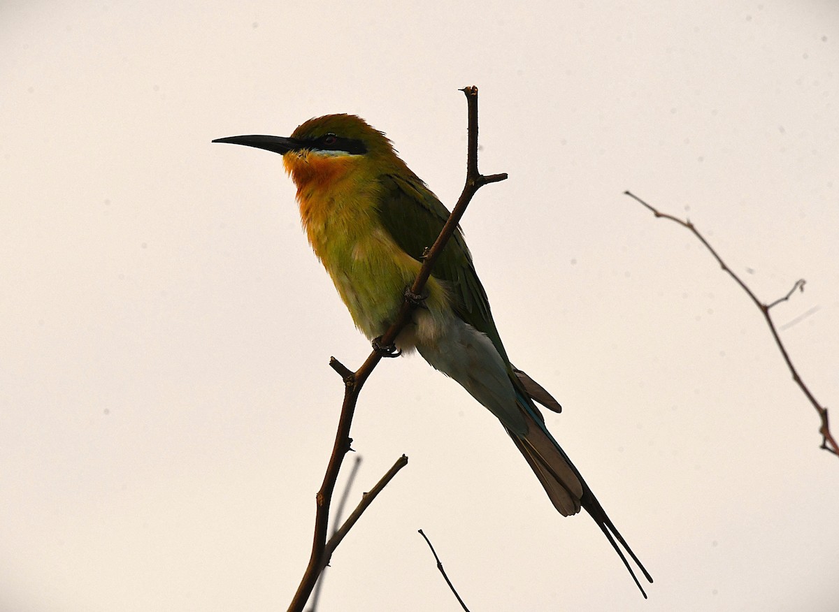 ハリオハチクイ - ML646514801