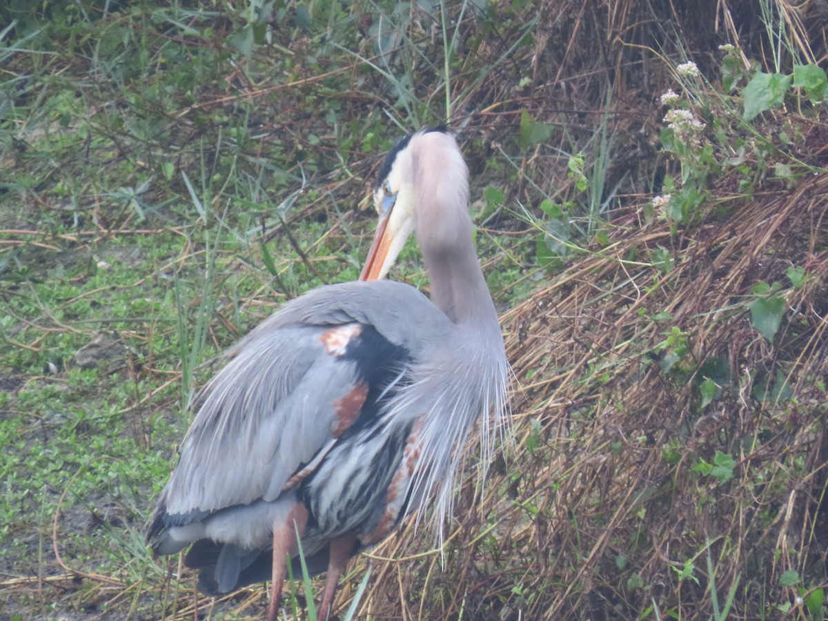 Great Blue Heron - ML646514804