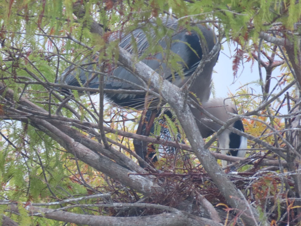 Great Blue Heron - ML646514805