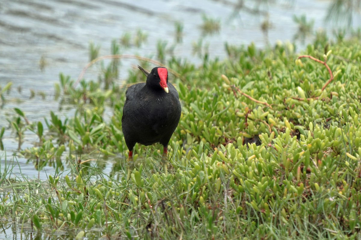 Американская камышница - ML646514809