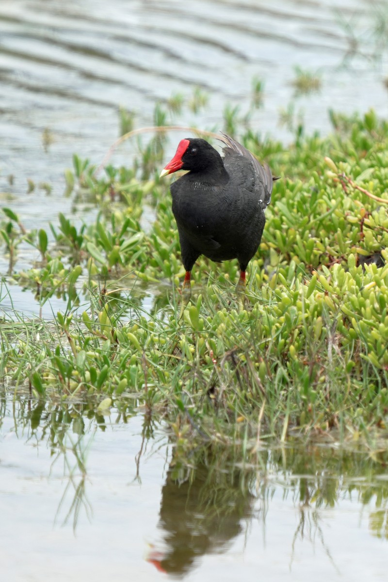 Американская камышница - ML646514810