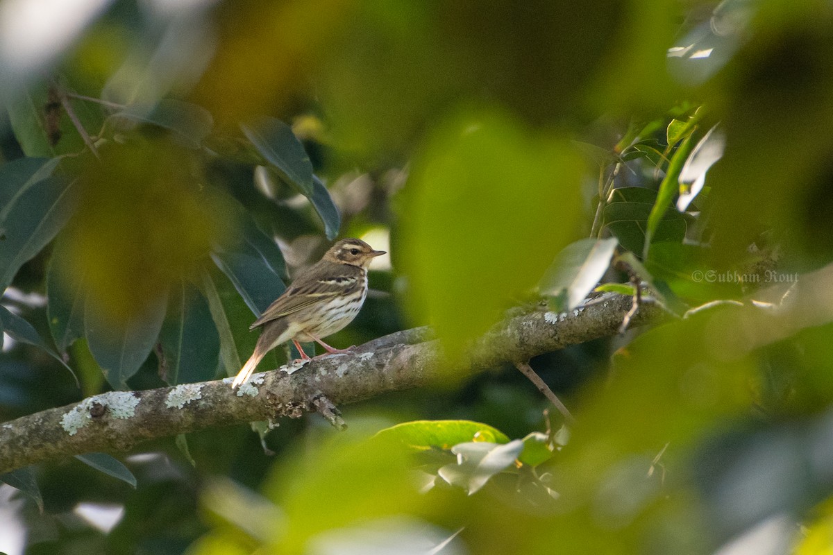Olive-backed Pipit - ML646514811