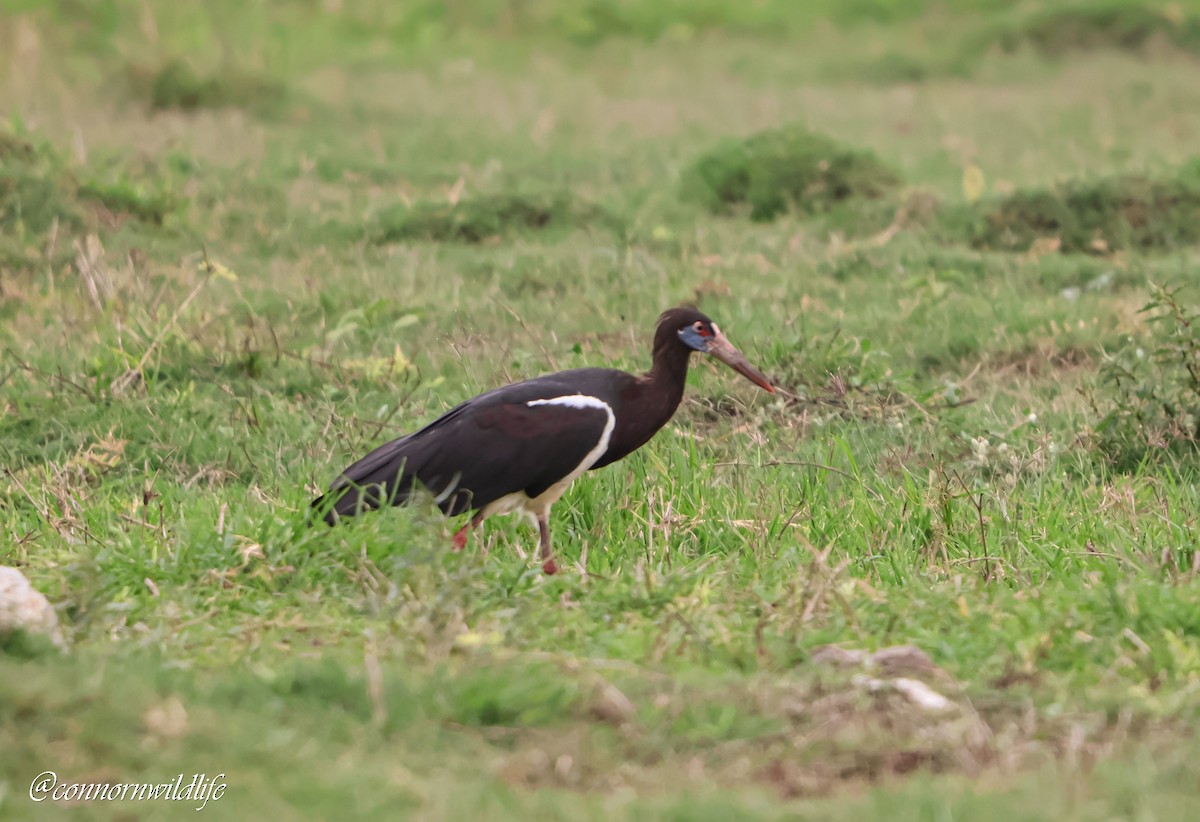 Abdim's Stork - ML646514812