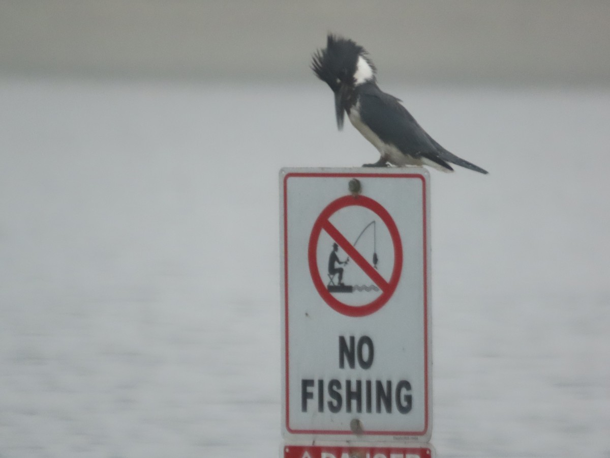 Belted Kingfisher - ML646514814