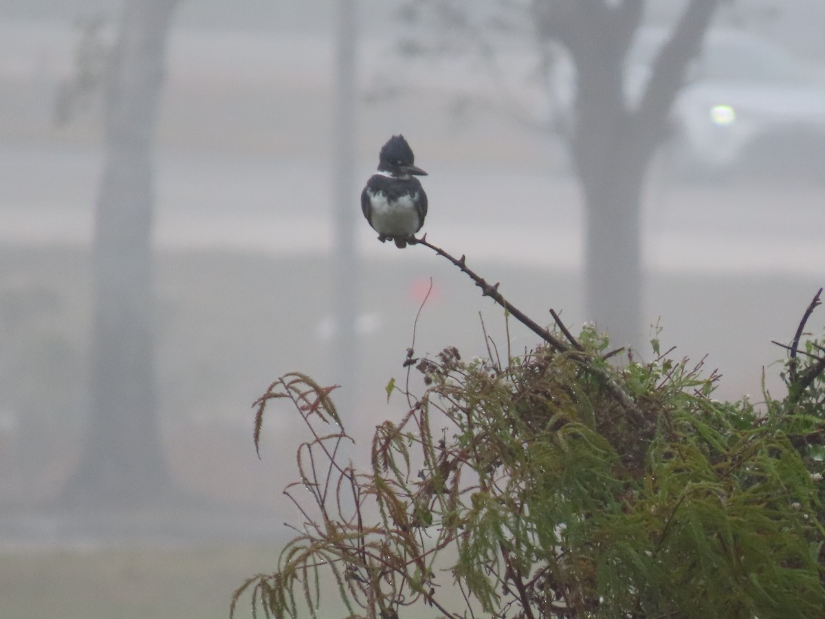 Belted Kingfisher - ML646514815