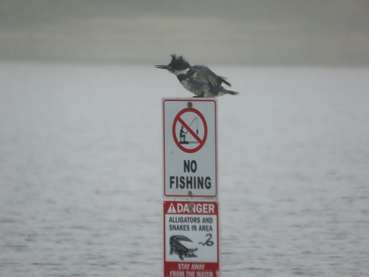 Belted Kingfisher - ML646514816