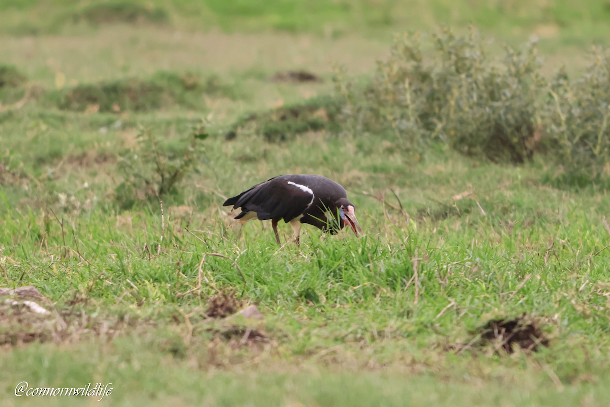 Abdim's Stork - ML646514817