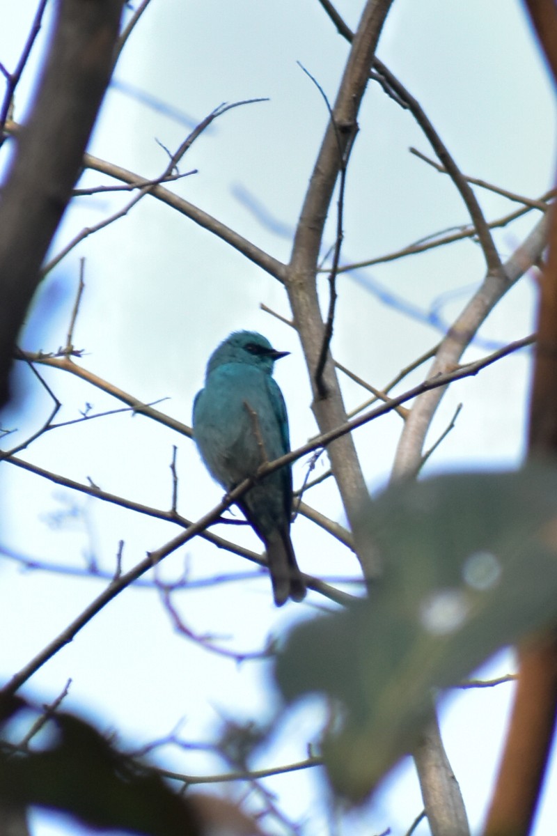 lejsek bleděmodrý - ML646514829